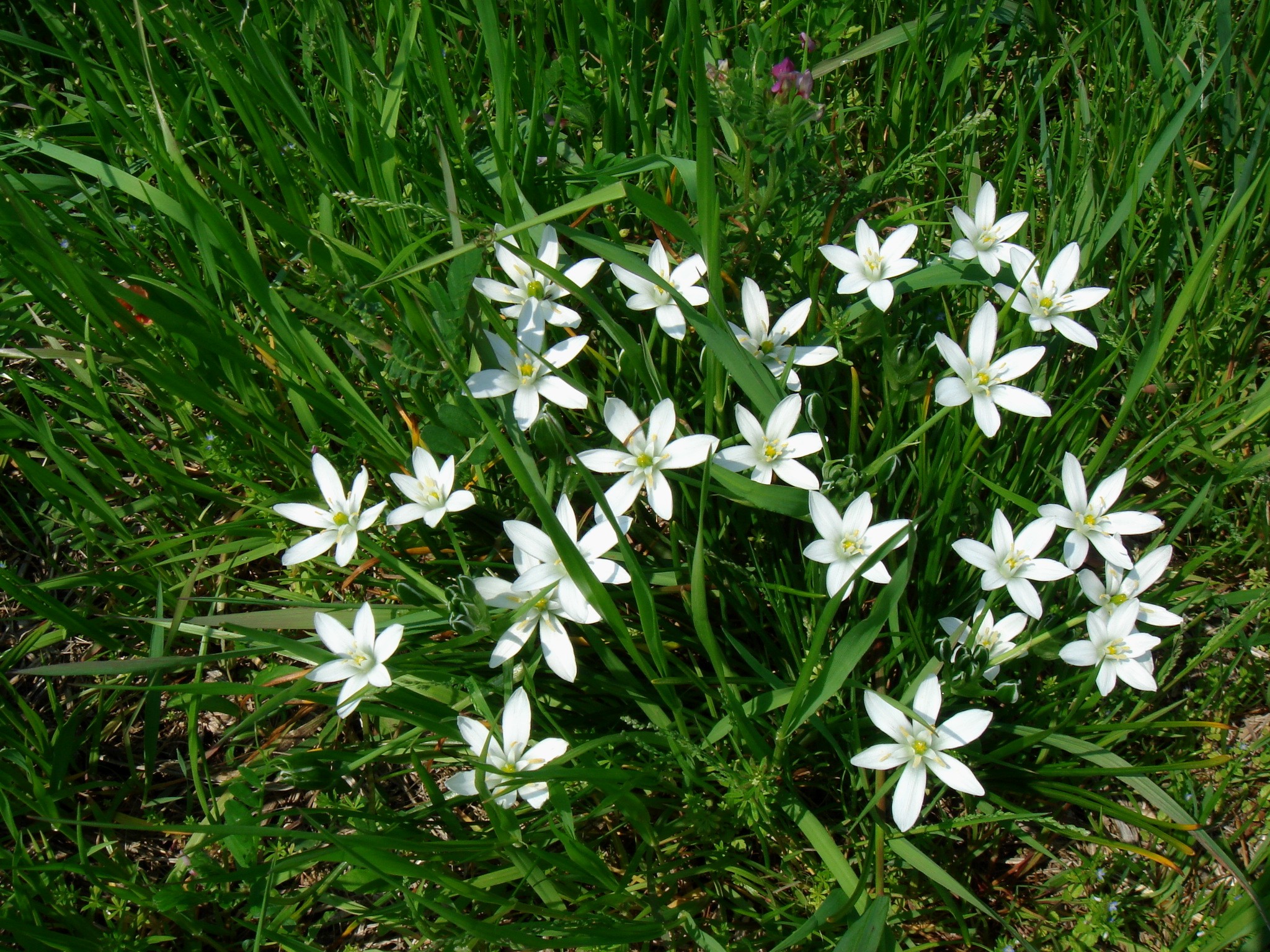 Растение Ornithogalum umbellatum